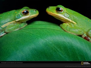 green-frogs-eastcott-momatiuk-394758-lw greefrogs National Geographic