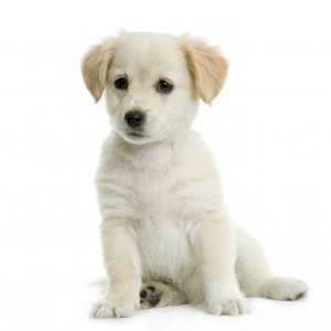 White labrador puppy